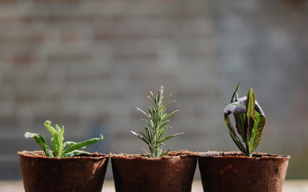 Achieving Sustainable Growth #2: Identifying Sources of New Growth